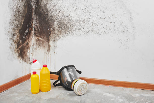 Best Crawl Space Mold Removal  in Park Ridge, NJ