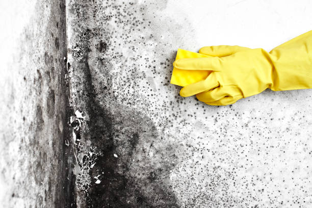 Best Home Mold Removal  in Park Ridge, NJ