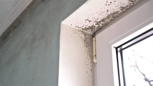 Best Certified Mold Removal  in Park Ridge, NJ