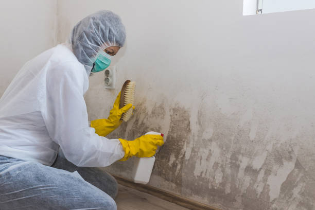 Best Toxic Mold Removal  in Park Ridge, NJ