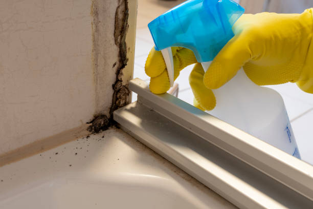 Best Mold Testing and Removal  in Park Ridge, NJ