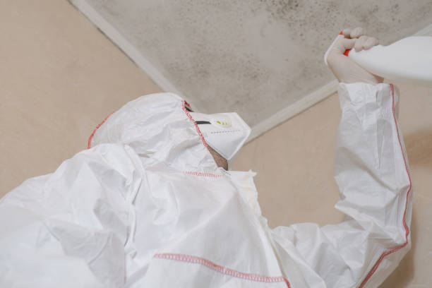 Best Commercial Mold Removal  in Park Ridge, NJ