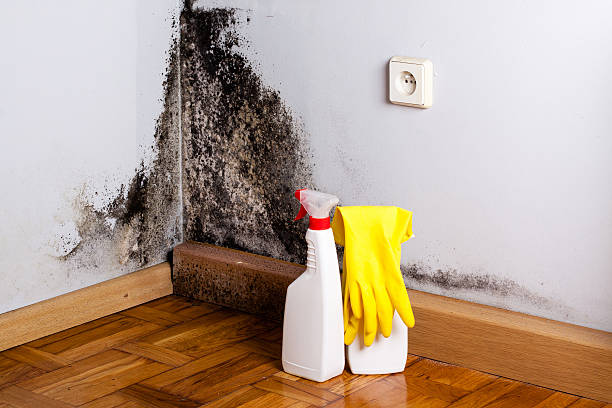 Best Mold Removal Near Me  in Park Ridge, NJ