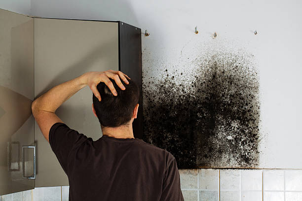 Mold Testing and Removal in Park Ridge, NJ