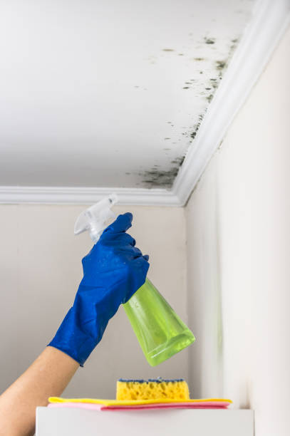 Best Mold Removal Company Near Me  in Park Ridge, NJ